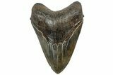 Serrated, Fossil Megalodon Tooth - South Carolina #310015-1